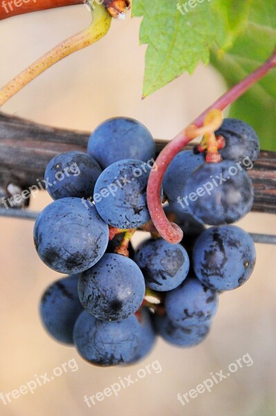 Grape Blue Plant Fruit Autumn