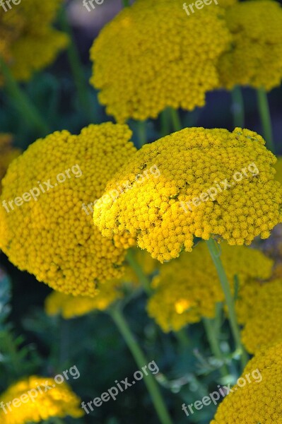 Plant Yellow Flower Nature Plants