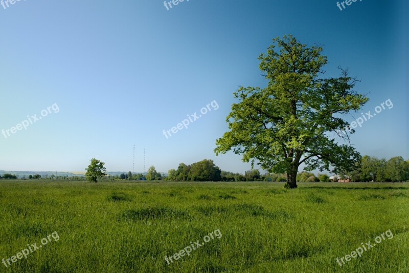 Tree Grass Meadow Landscape Nature