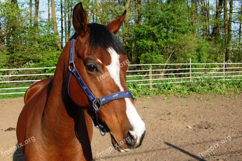 The Horse Eyes Ears The Head Of A Horse Brown