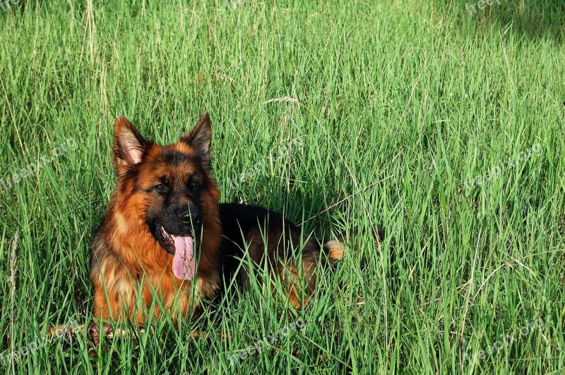 German Shepherd Friend Dog Meadow Long-haired