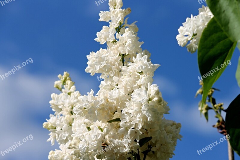 Lilac White White Lilac Spring Blossom