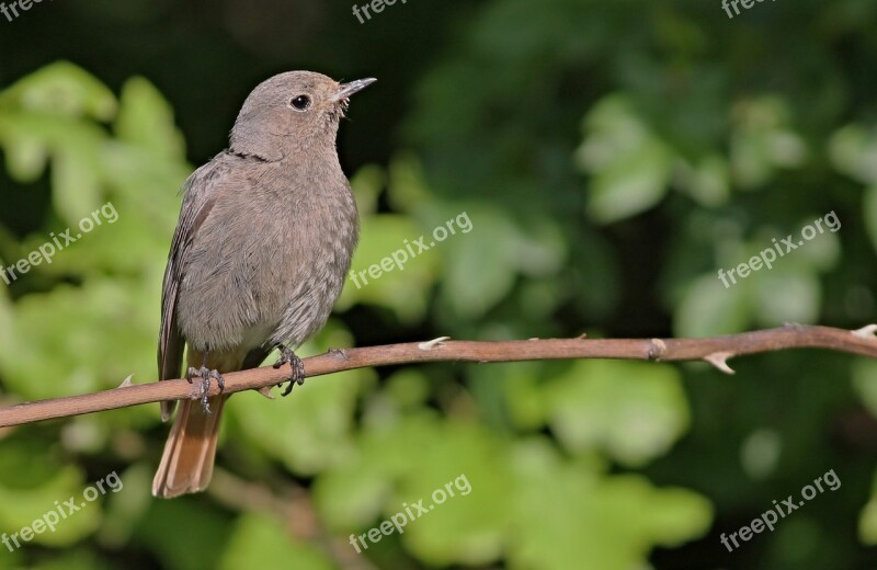 Rotschwaenzchen Red Tailed Female Black Redstart Songbird