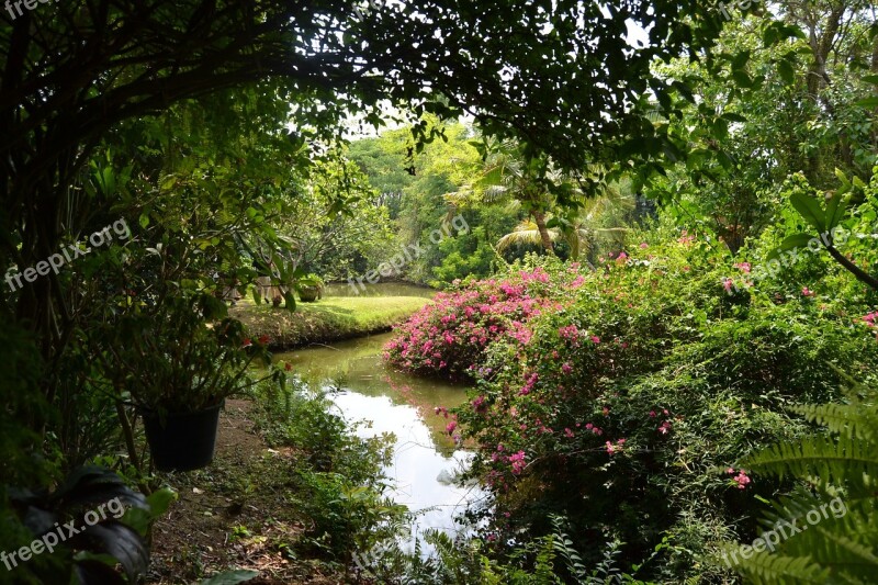 Garden Exotic Flowers Flowering Beautiful