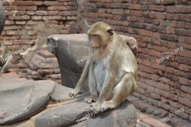 City Of Monkeys Thailand Lopburi Monkeys Apes