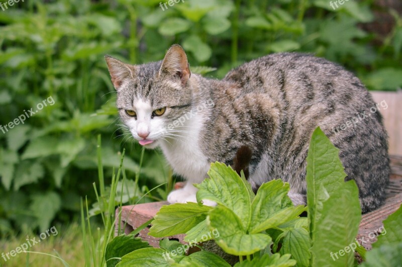 Cat Curious Lurking Animal Nature