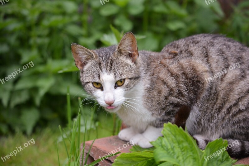 Cat Curious Lurking Animal Nature