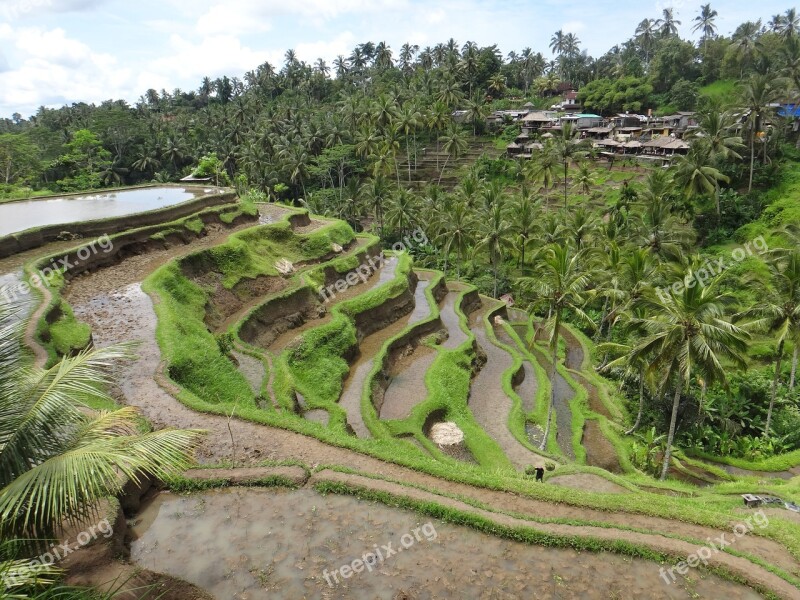 Bali Rice Terrace Travels Race Green