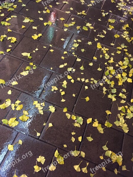 Leaf Yellow Leaves Autumn Rain Sidewalk