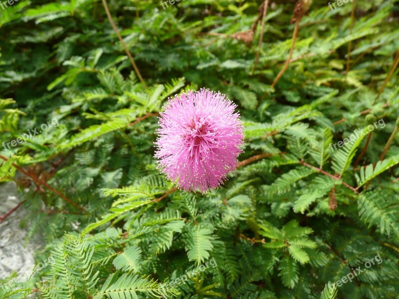 Flower Blossom Bloom Pink Unusual