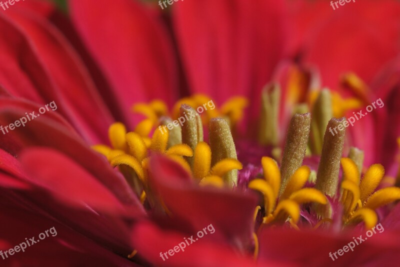 Gerbera Macro Close Up Pollen Flower