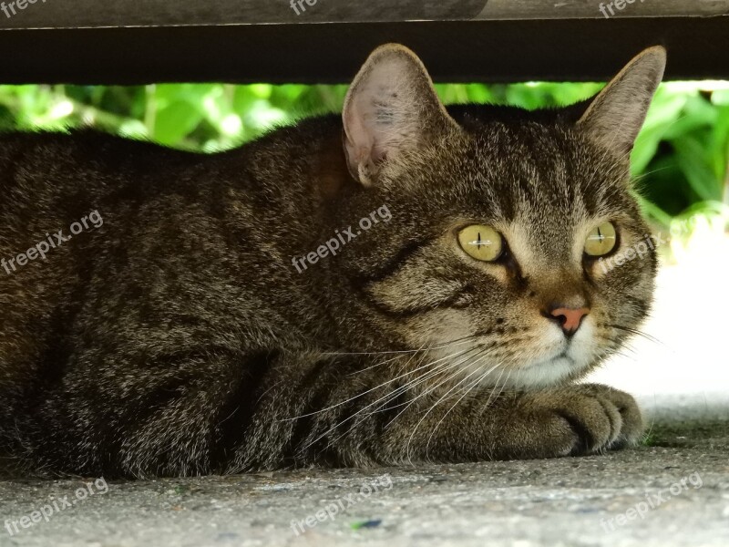 Cat Hiding Place Shadow Hidden Pet