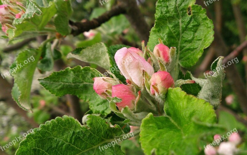 Apple-blossom Flower Apple Flower Bloom Spring