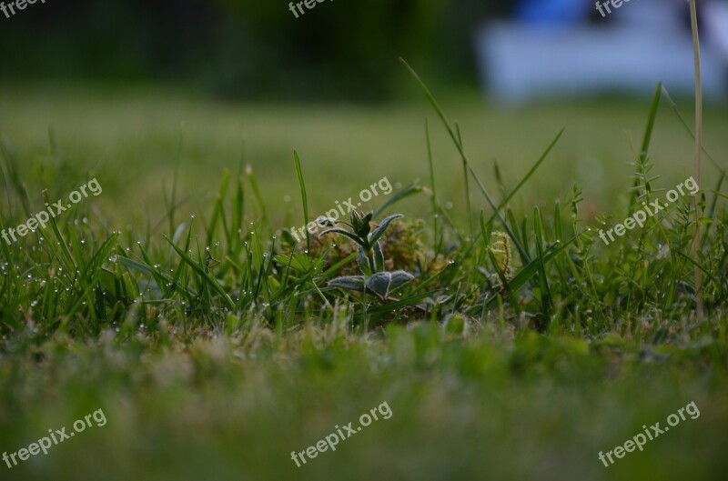 Meadow Rung Dew Green Blade Of Grass