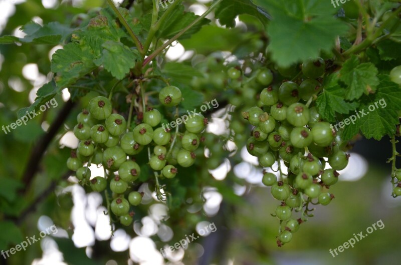 Currants Green Bush Backlighting Close Up