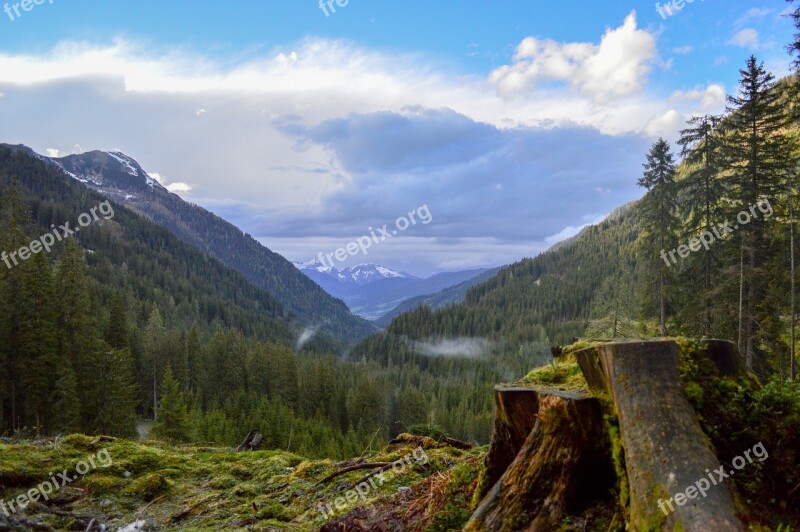 Log Tree Forest Clouds Sky