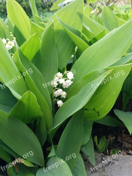 Lily Of The Valley Garden Spring Free Photos