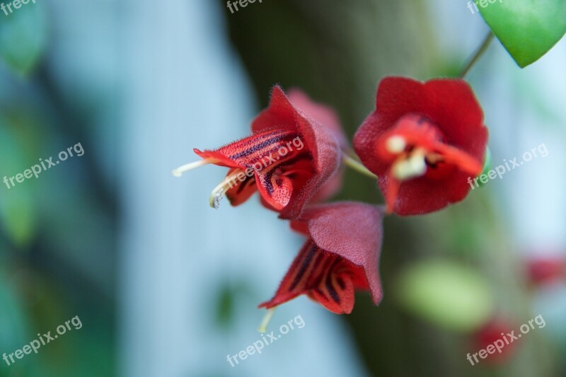 Blossom Bloom Macro Flower Wild Plant