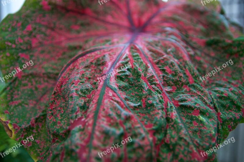 Flower Leaf Leaves Nature Plant