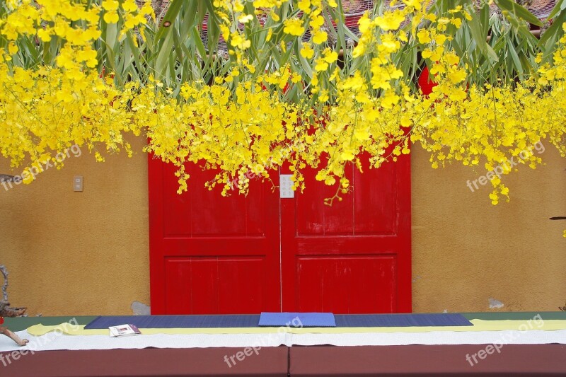 Oncidium Dancing Blue Fresh Yellow Red Door Hanging