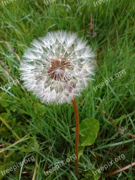 Dandelion Flower Grass Spring Plant