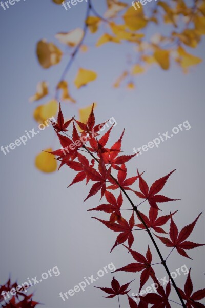 Red Maple Backlight Plant Free Photos