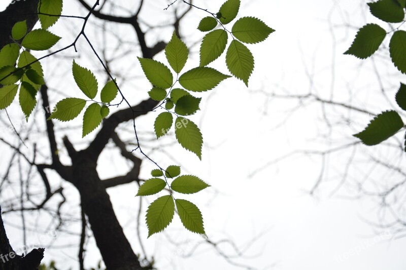 Beech Tree Plant Backlight Free Photos