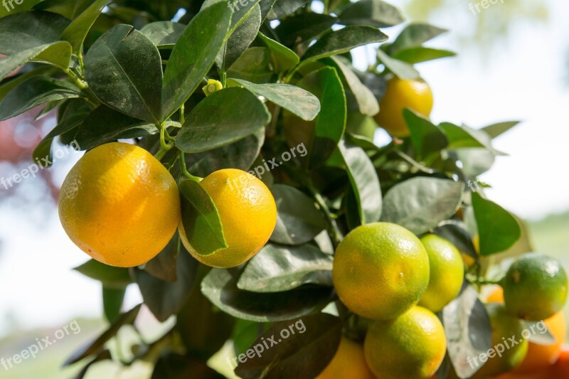 Calamansi Calamondin Citrus Fruit Calamondinorange Tree