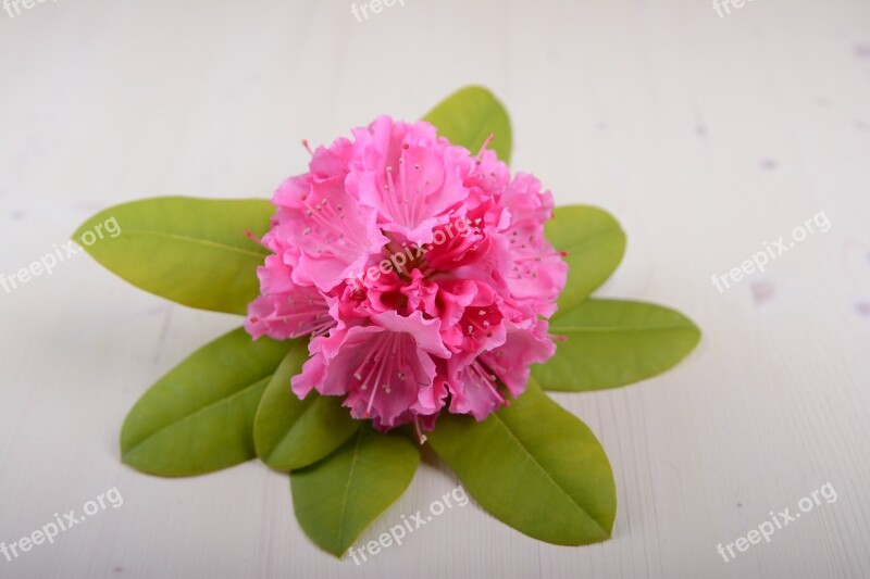 Hibiscus Flower Flower Blossom Bloom Hibiscus