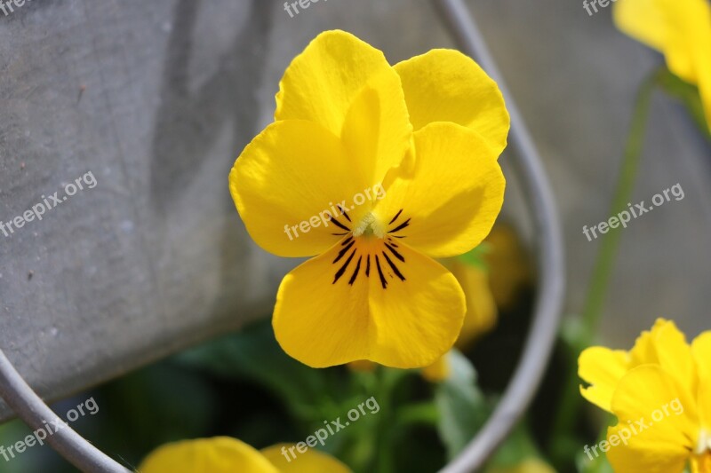 Thinking Flower Yellow Free Photos