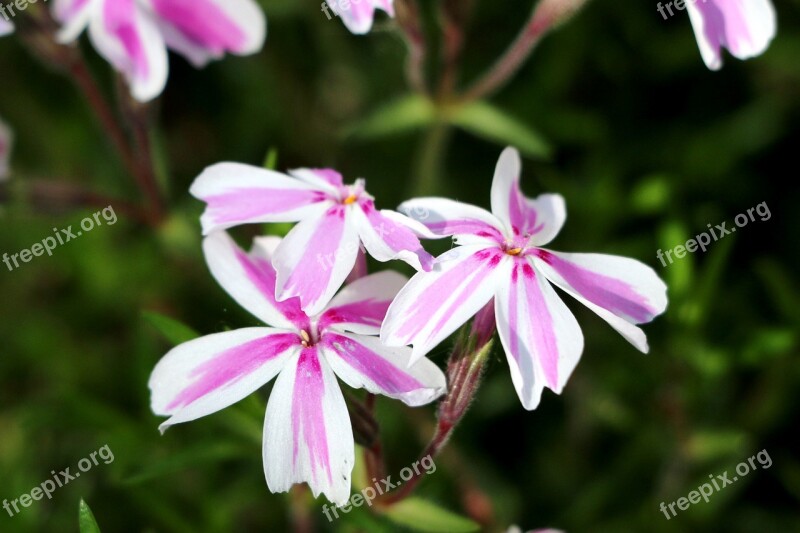 Phlox Flower Spring Free Photos