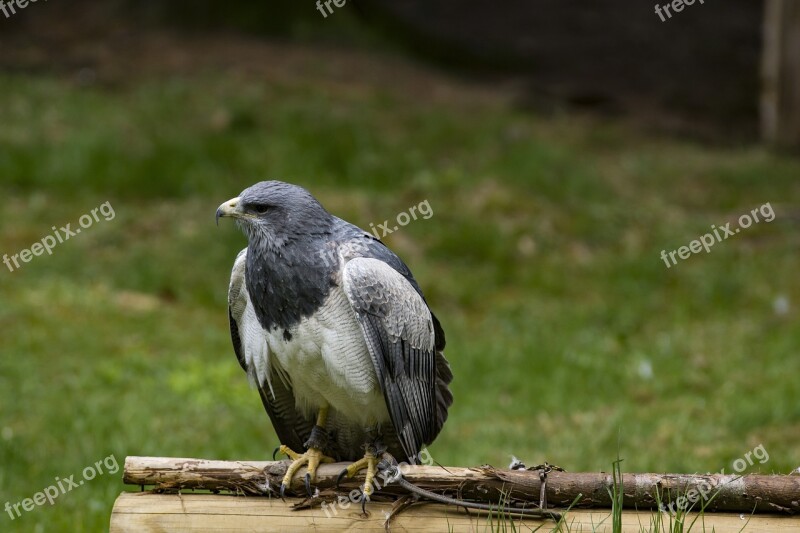 Bird Raptor Buzzard Bird Of Prey Wing