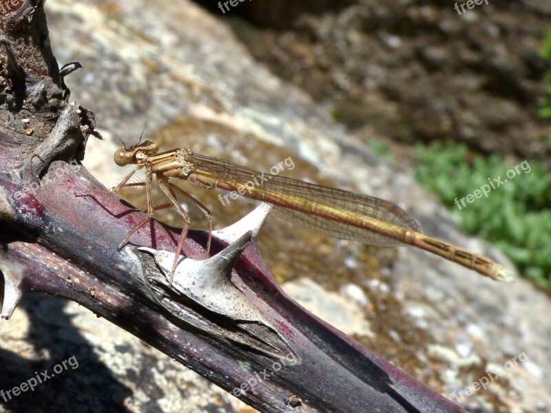 Dragonfly Winged Insect Branch Platycnemis Acutipennis Free Photos