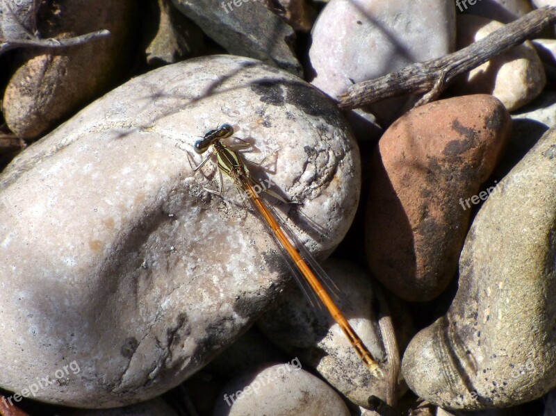 Dragonfly Winged Insect Branch Platycnemis Acutipennis Orange Dragonfly