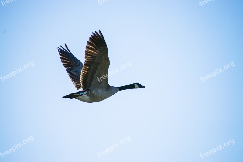 Canadian Goose In Flight Goose Flying Goose 2017