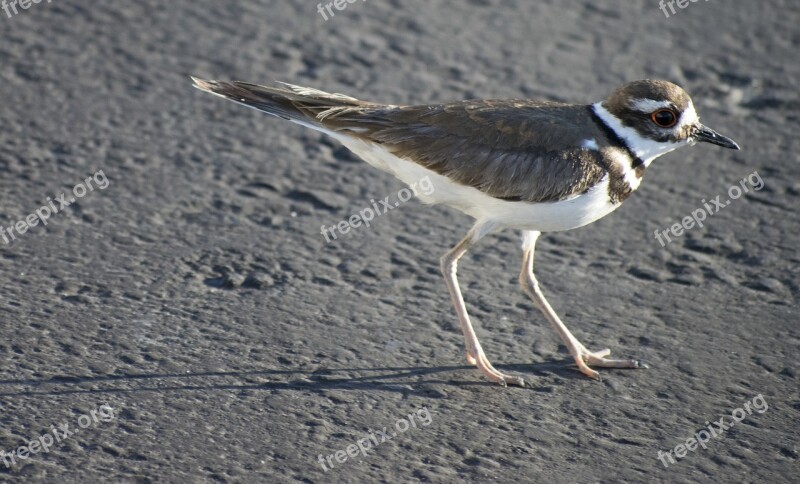 Killdeer Bird Wildlife 2017 Free Photos