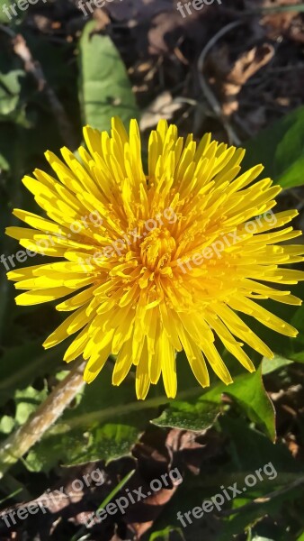 Dandelion Flower Spring Summer Yellow