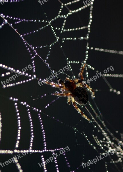 Spider Spider Web Drops Dew Place