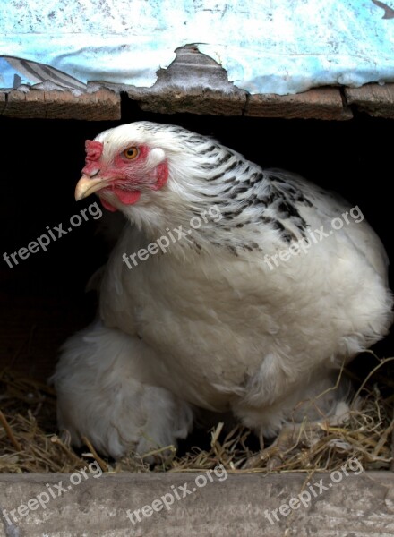 Gaina Nest Egg Hatch Birds