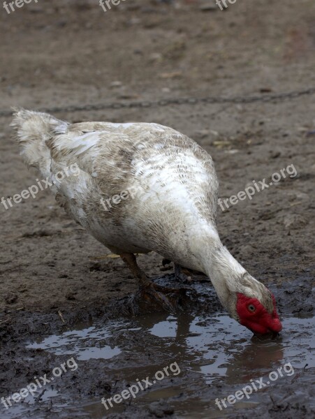 Rate Birds Mud Dirty White