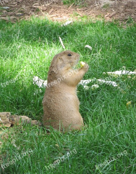 Prairie Dog Portrait Wildlife Nature Small