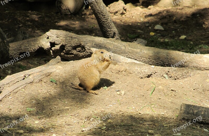 Prairie Dog Portrait Close Up Cute Wildlife