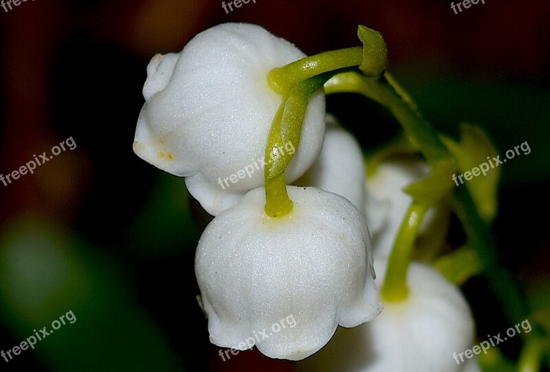 Lilies Of The Valley White Flower Lily Nature