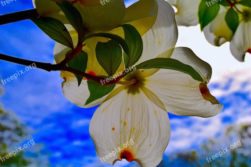 Dogwood Flower Nature Tree Spring