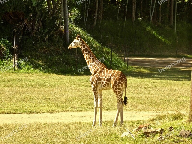 Giraffe Calf Young Wild Africa