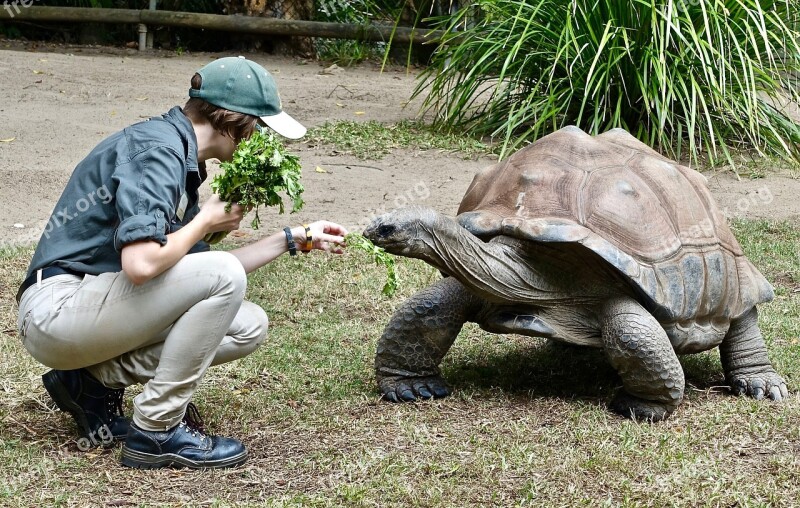 Tortoise Feeding Animal Wildlife Shell