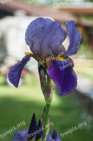 Iris Blossom Bloom Plant Violet