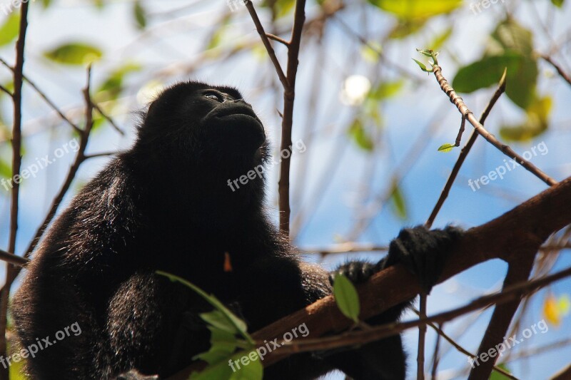 Monkey Sky Nature Animal Wild