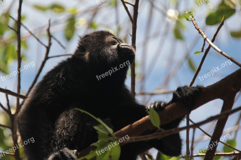 Monkey Tropical Animal Nature Jungle