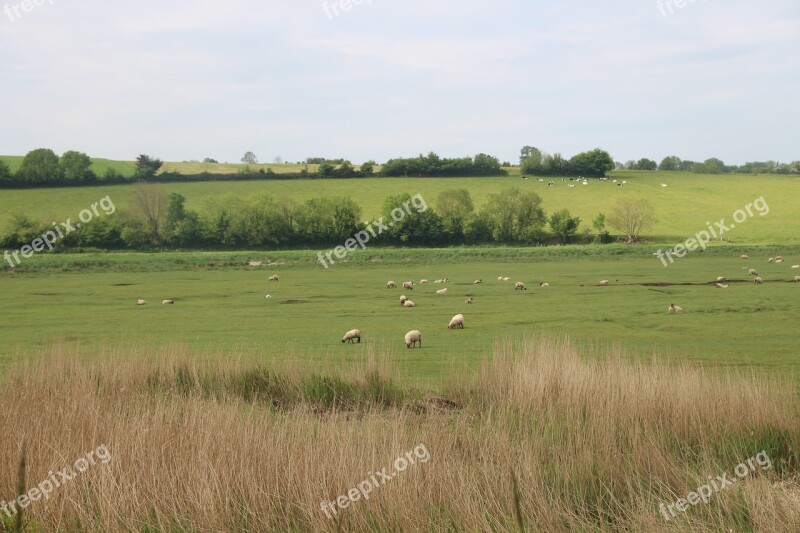 Sheep Nature Animals Field Landscape